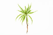 Green Labisia Sp Pinnatifidum terrarium plant by BUCE with broad, lush leaves, vibrant and healthy in a natural setting.