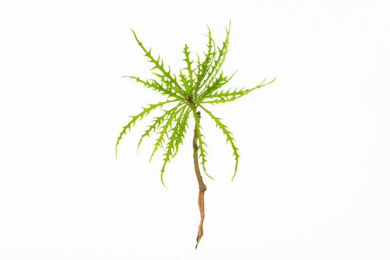 Green Labisia Sp Pinnatifidum terrarium plant by BUCE with broad, lush leaves, vibrant and healthy in a natural setting.