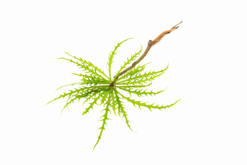 Healthy Labisia Pinnatifidum Green terrarium plant from BUCE, showcasing lush, vibrant green foliage in a natural setting.
