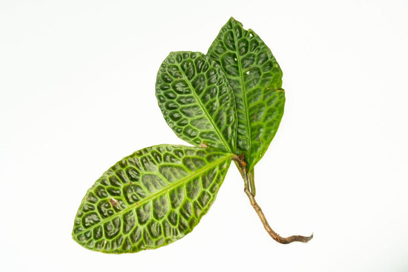 Labisia Sp Turtle Back terrarium plant from BUCE, showcasing green foliage with turtle shell-like textured leaves.