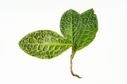Labisia Sp Turtle Back terrarium plant by BUCE, showcasing green foliage with unique turtle shell-like leaf patterns.