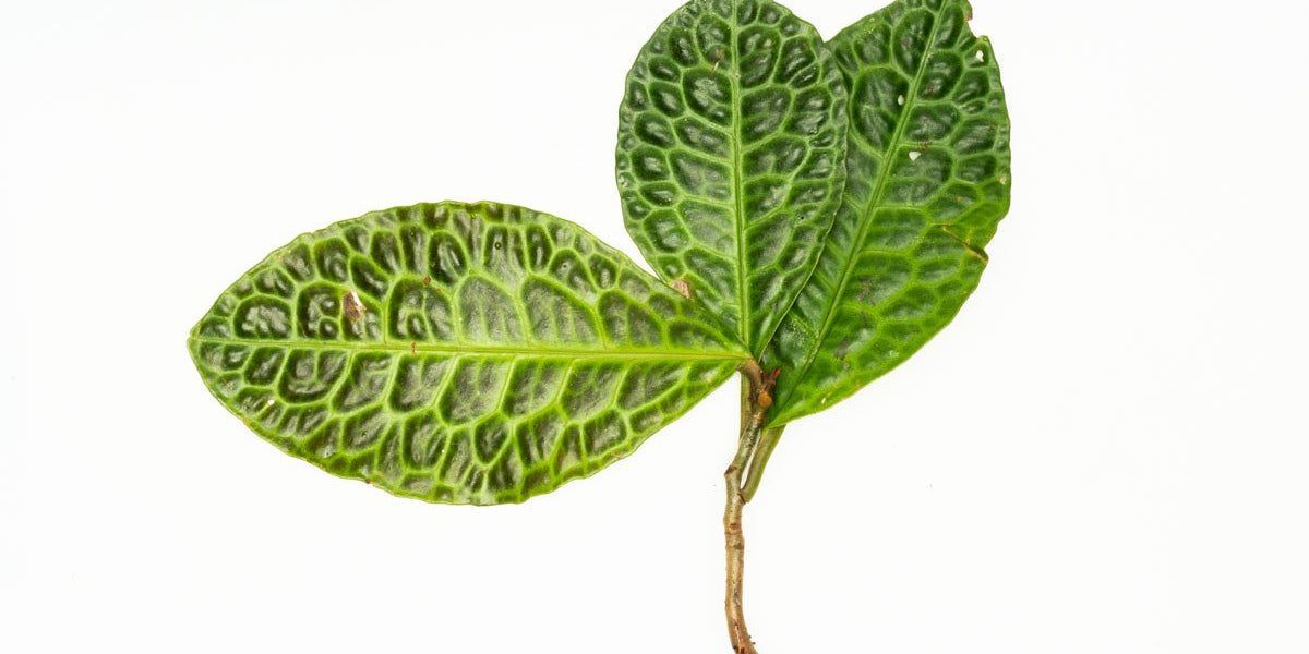Labisia Sp Turtle Back Terrarium Plant — Buce Plant