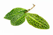 Labisia Sp Turtle Back terrarium plant with green, textured leaves in a natural habitat setting, by BUCE.