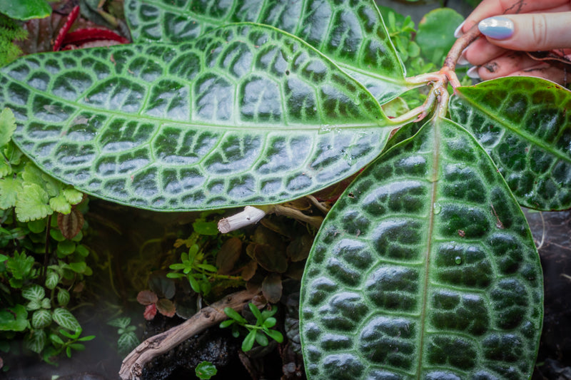 Labisia Sp Turtle Back terrarium plant by BUCE with broad, textured green leaves suitable for terrarium decoration.
