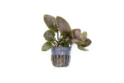 Lagenandra Meeboldii 'Red' Aquatic Plant - Buce Plant