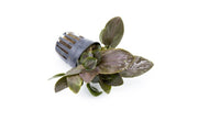 Lagenandra Meeboldii 'Red' Aquatic Plant - Buce Plant