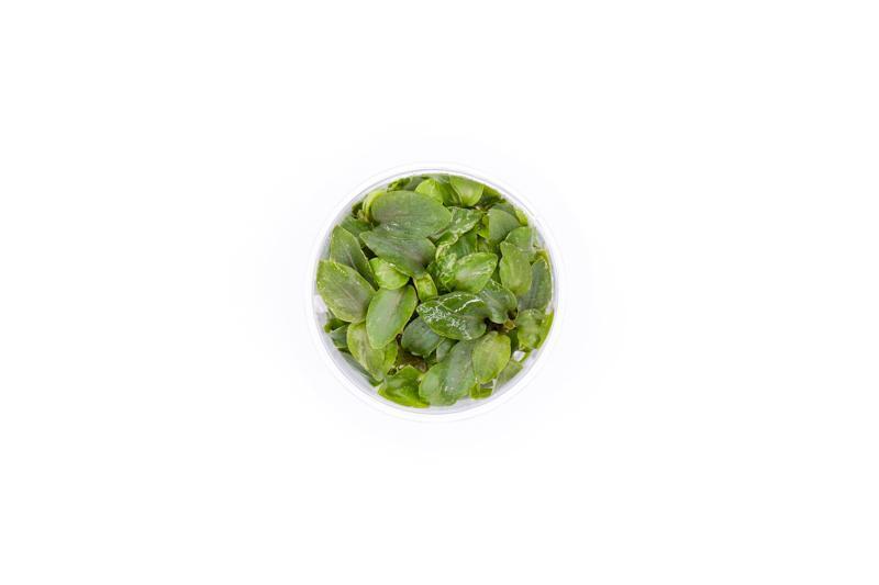Lagenandra Meeboldii 'Red' UNS Tissue Culture Tissue Culture - Buce Plant