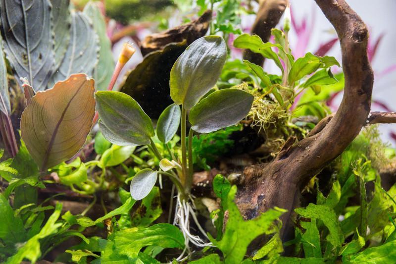 Lagenandra meeboldii