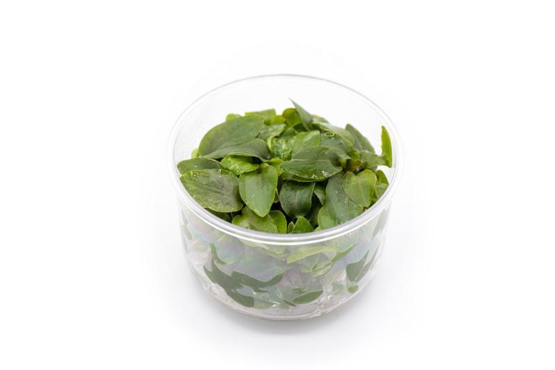 Lagenandra Meeboldii 'Red' UNS Tissue Culture Tissue Culture - Buce Plant