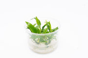 Lagenandra Thwaitesii UNS Tissue Culture Tissue Culture - Buce Plant