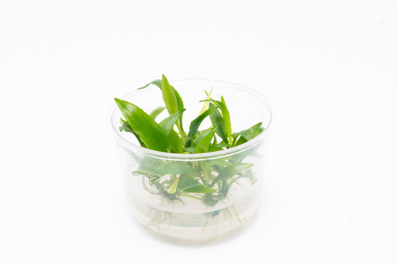 Lagenandra Thwaitesii UNS Tissue Culture Tissue Culture - Buce Plant