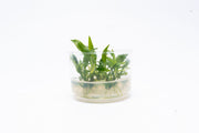 Lagenandra Thwaitesii UNS Tissue Culture Tissue Culture - Buce Plant