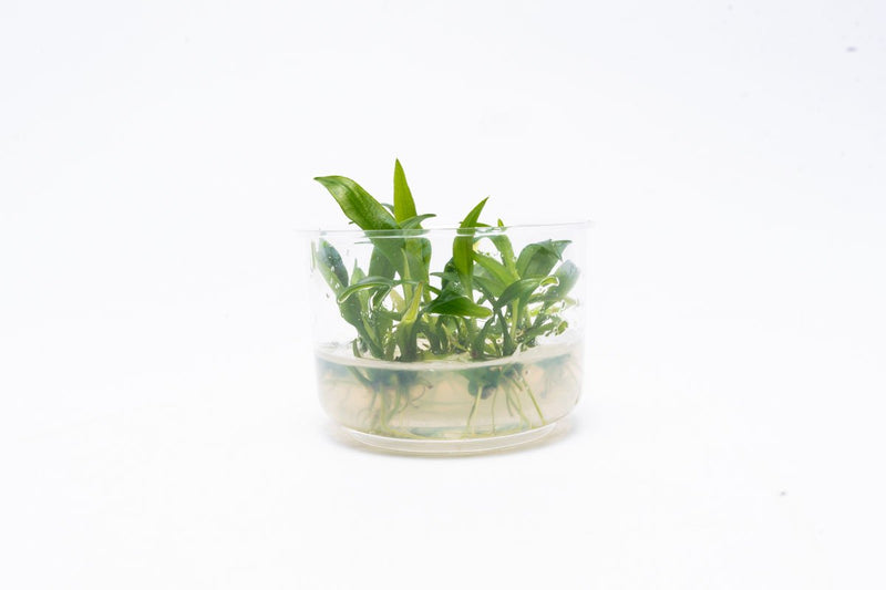 Lagenandra Thwaitesii UNS Tissue Culture Tissue Culture - Buce Plant
