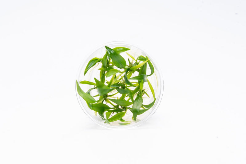 Lagenandra Thwaitesii UNS Tissue Culture Tissue Culture - Buce Plant