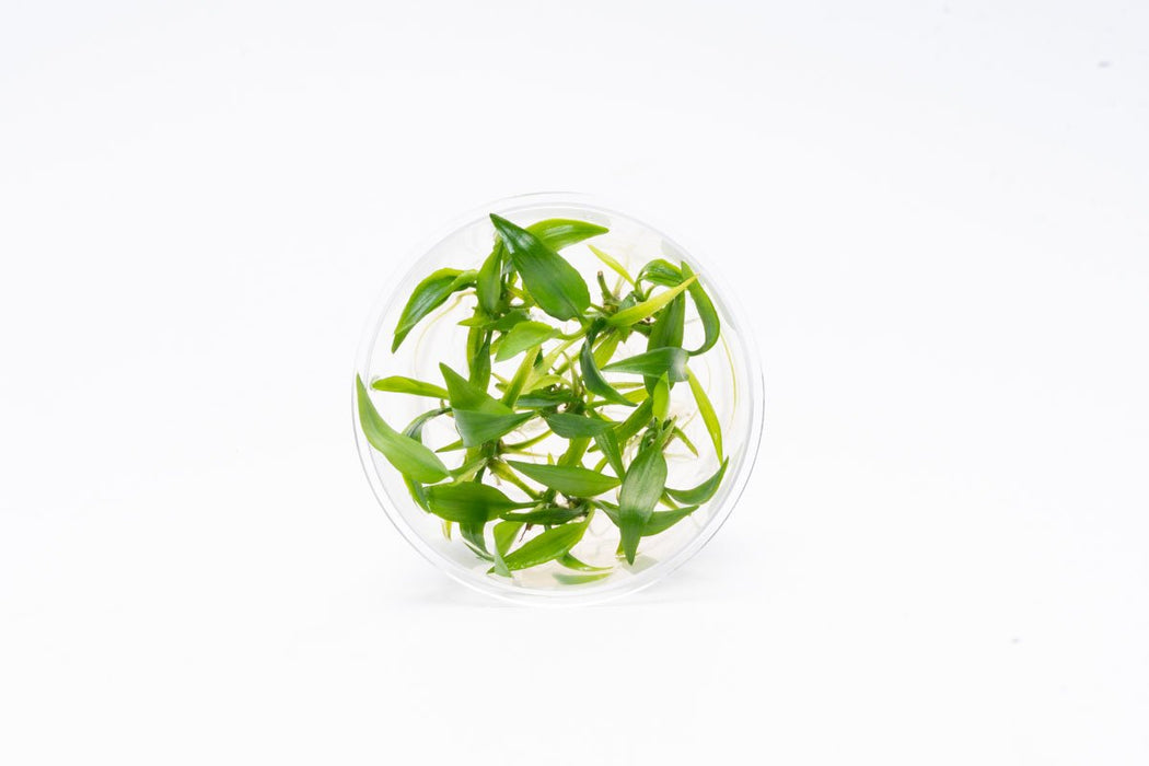 Lagenandra Thwaitesii tissue culture from UNSTC, showing a small, healthy aquatic plant in clear container with roots.