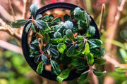 Bucephalandra Lamandau Mini Purple Pot Bucephalandra - Buce Plant