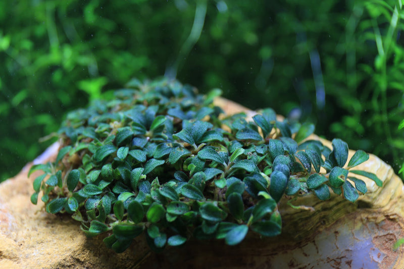 Bucephalandra Lamandau Mini Purple Pot Bucephalandra - Buce Plant