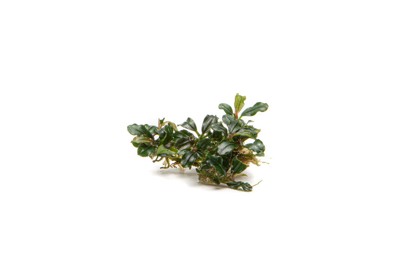 Bucephalandra Lamandau Mini Purple Bucephalandra - Buce Plant