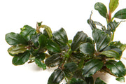 Bucephalandra Lamandau Mini Purple Bucephalandra - Buce Plant