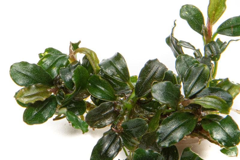 Bucephalandra Lamandau Mini Purple Bucephalandra - Buce Plant