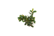 Bucephalandra Lamandau Mini Purple Bucephalandra - Buce Plant