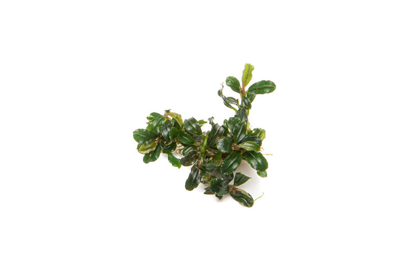Bucephalandra Lamandau Mini Purple Bucephalandra - Buce Plant