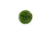 Lilaeopsis Brasilensis Aquatic Farmer Tissue Culture Aquatic Plant - Buce Plant