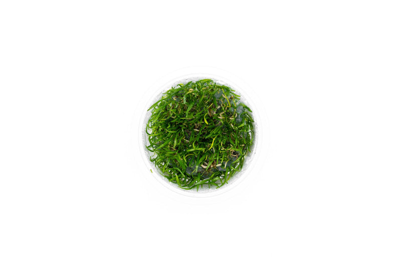 Lilaeopsis Brasilensis Aquatic Farmer Tissue Culture Aquatic Plant - Buce Plant