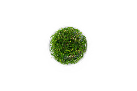 Large Marimo Moss Ball (1.4) (2 Pack) (US Only)