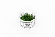 Lilaeopsis Brasilensis Aquatic Farmer Tissue Culture Aquatic Plant - Buce Plant
