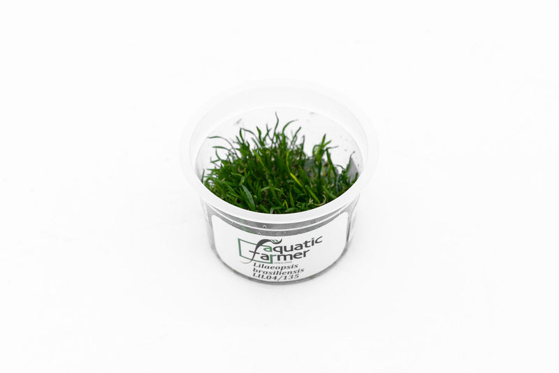 Lilaeopsis Brasilensis Aquatic Farmer Tissue Culture Aquatic Plant - Buce Plant