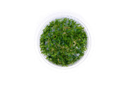 Lilaeopsis Mauritiana Aquatic Farmer Tissue Culture Aquatic Plant - Buce Plant