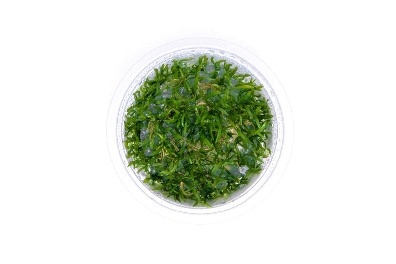 Lilaeopsis Mauritiana Aquatic Farmer Tissue Culture Aquatic Plant - Buce Plant