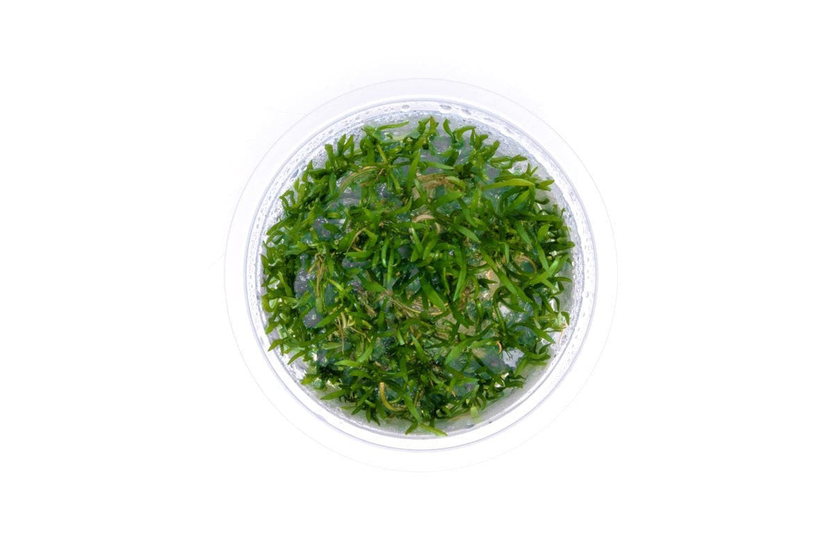 Lilaeopsis Mauritiana Aquatic Farmer Tissue Culture Aquarium Plant ...