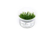 Lilaeopsis Mauritiana Aquatic Farmer Tissue Culture Aquatic Plant - Buce Plant