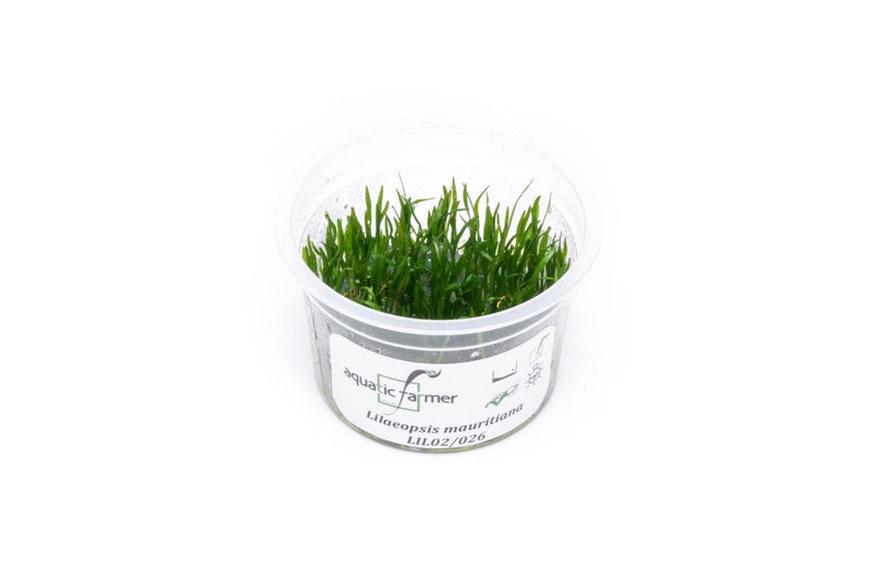 Lilaeopsis Mauritiana Aquatic Farmer Tissue Culture Aquatic Plant - Buce Plant