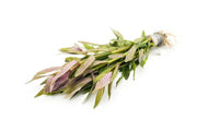 Lemnophila Aromatica aquatic plant with slender green stems and small leaves, ideal for freshwater aquariums.