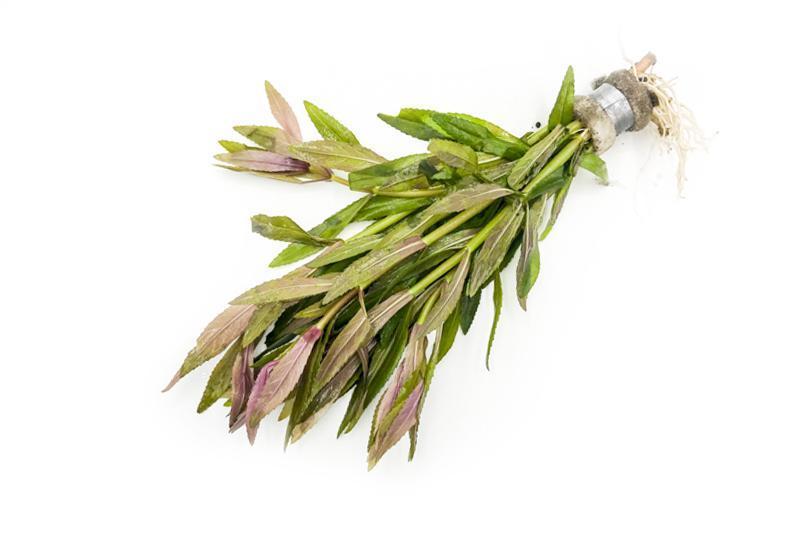 Healthy Limnophila Aromatica aquatic plant by ACW, with lush green stems and delicate leaves suitable for freshwater aquariums.