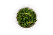 Limnophila Aromatica Aquatic Farmer Tissue Culture Tissue Culture - Buce Plant