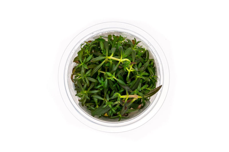 Limnophila Aromatica Aquatic Farmer Tissue Culture Tissue Culture - Buce Plant