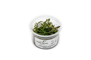 Limnophila Aromatica Aquatic Farmer Tissue Culture Tissue Culture - Buce Plant