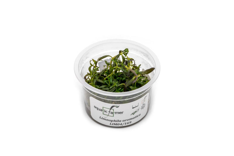 Limnophila Aromatica Aquatic Farmer Tissue Culture Tissue Culture - Buce Plant