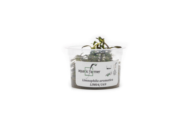 Limnophila Aromatica Aquatic Farmer Tissue Culture Tissue Culture - Buce Plant