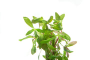 Healthy Limnophila Belem aquatic plant from CPA with vibrant green, fine leaves, ideal for freshwater aquariums.