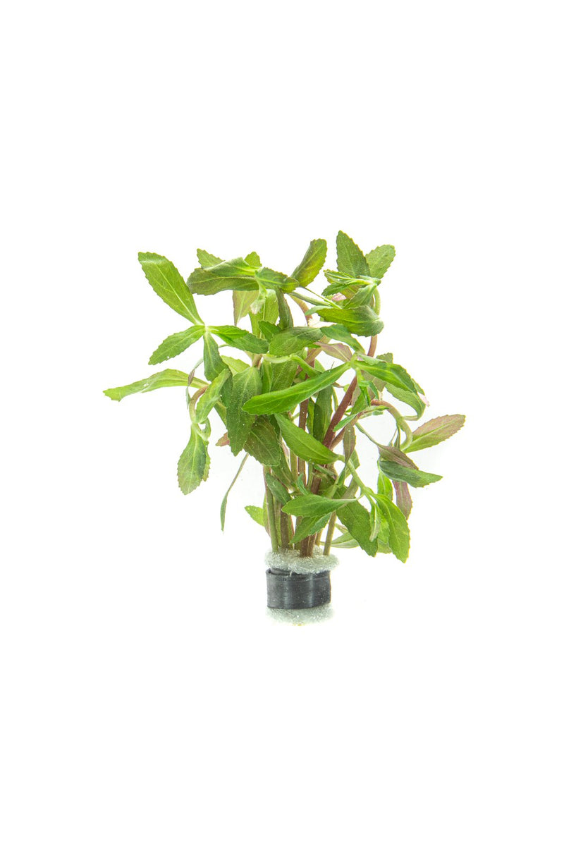 Healthy Limnophila Belem aquatic plant from CPA with vibrant green stems and finely divided leaves, ideal for freshwater aquariums.