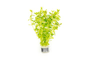 Limnophila Mini Vietnam Aquatic Plant - Buce Plant