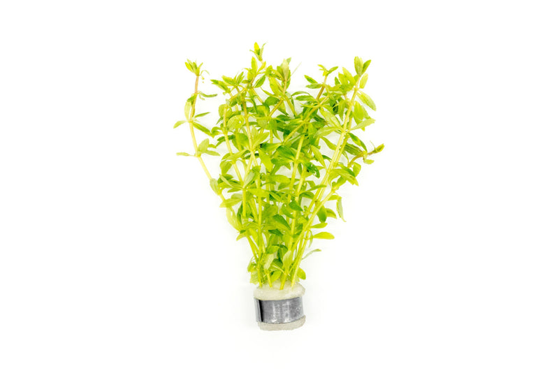 Limnophila Mini Vietnam Aquatic Plant - Buce Plant