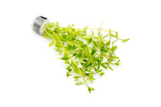 Limnophila Mini Vietnam Aquatic Plant - Buce Plant
