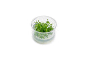 Limnophila Vietnam UNS Tissue Culture Aquatic Plant - Buce Plant