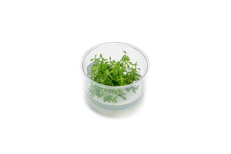 Limnophila Vietnam UNS Tissue Culture Aquatic Plant - Buce Plant